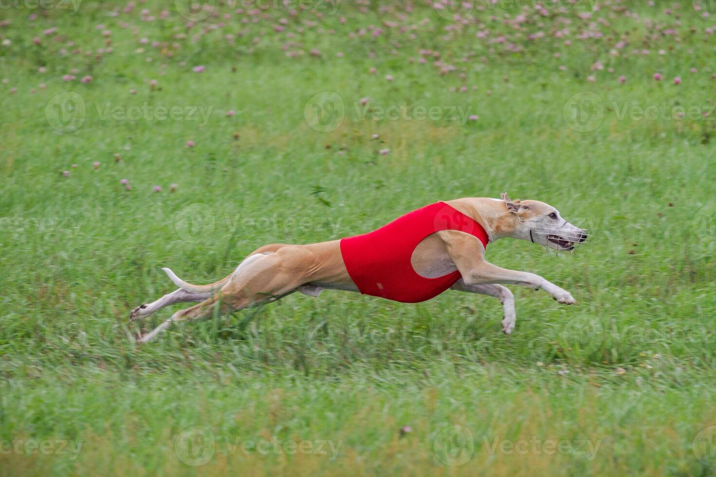 Whippet running in a red jacket coursing field on lure coursing photo