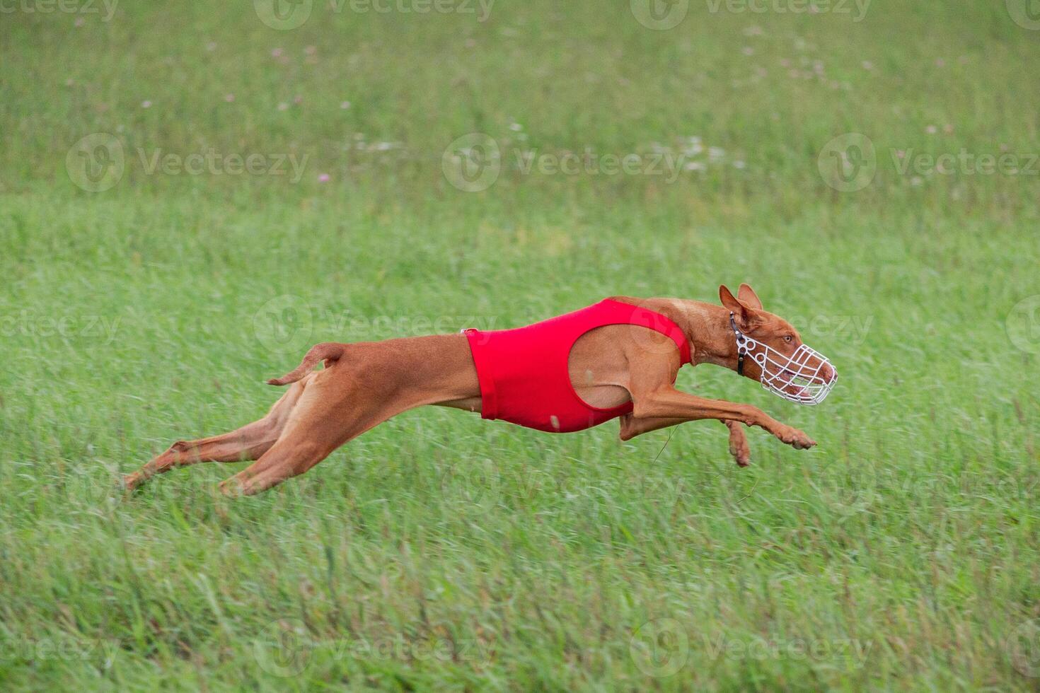 cirneco dell etna running full speed at lure coursing photo