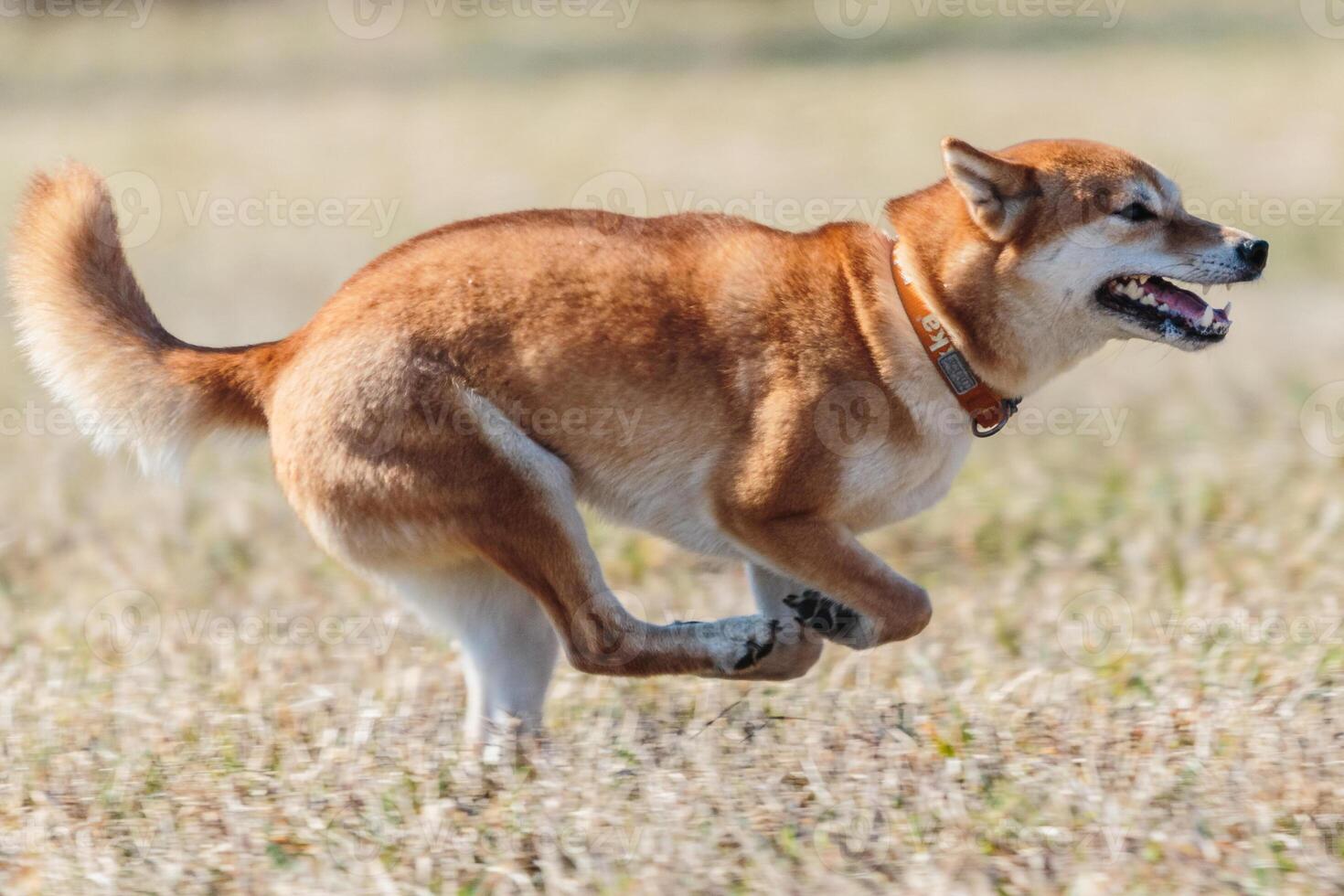 shiba inu dog running on the field in lure coursing photo