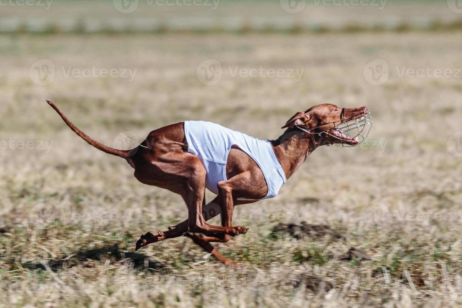 cirneco dell etna running full speed at lure coursing photo