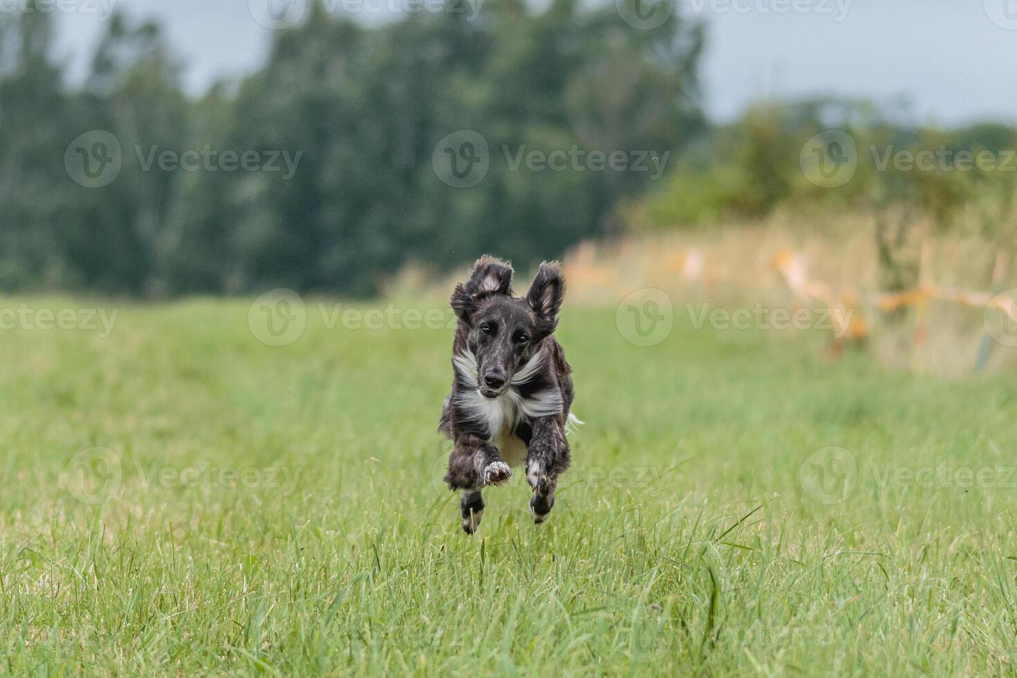 Dog running in the field on lure coursing competition photo