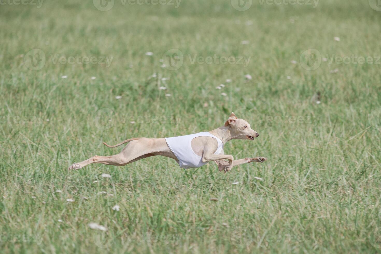 Italian Greyhound running in lure coursing competition photo