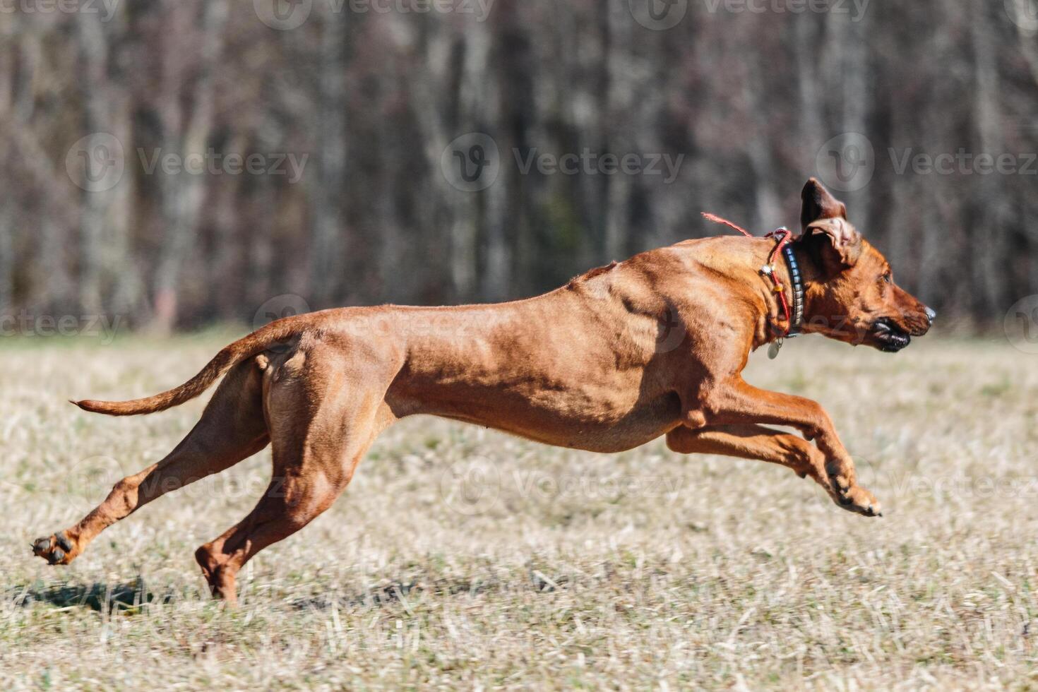 Rhodesian Ridgeback dog running full speed at lure coursing photo