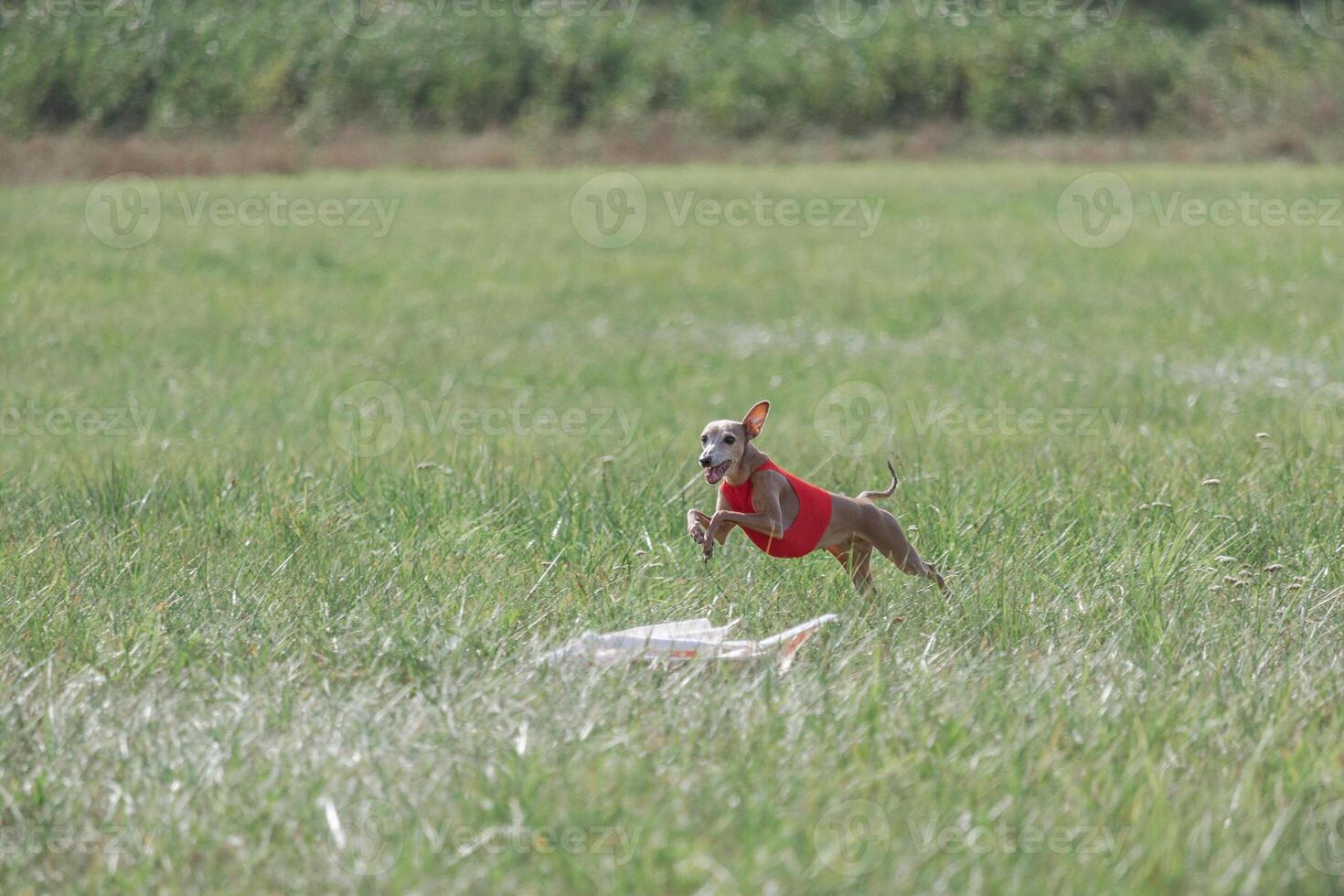 Italian Greyhound running in lure coursing competition photo