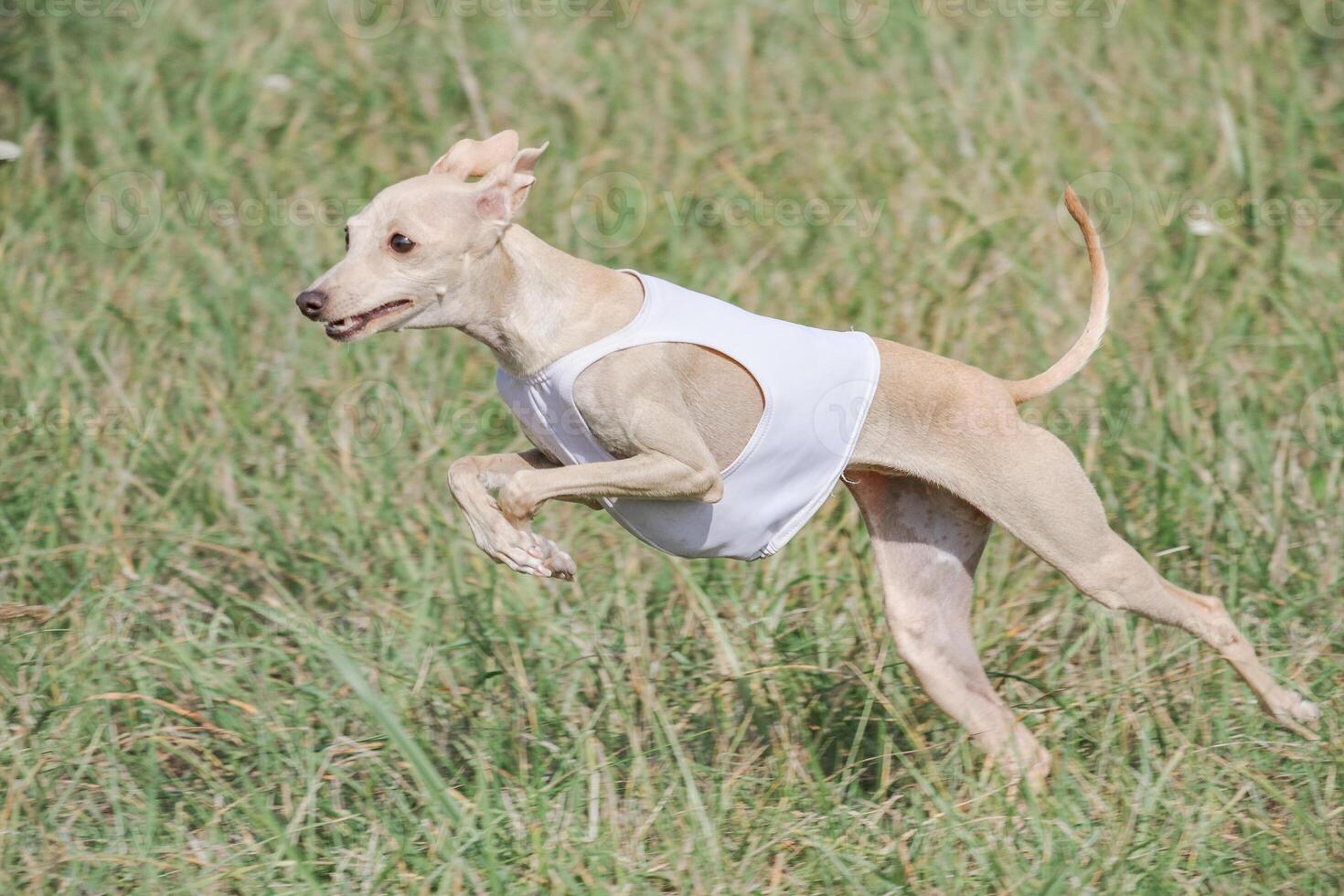 Italian Greyhound running in lure coursing competition photo