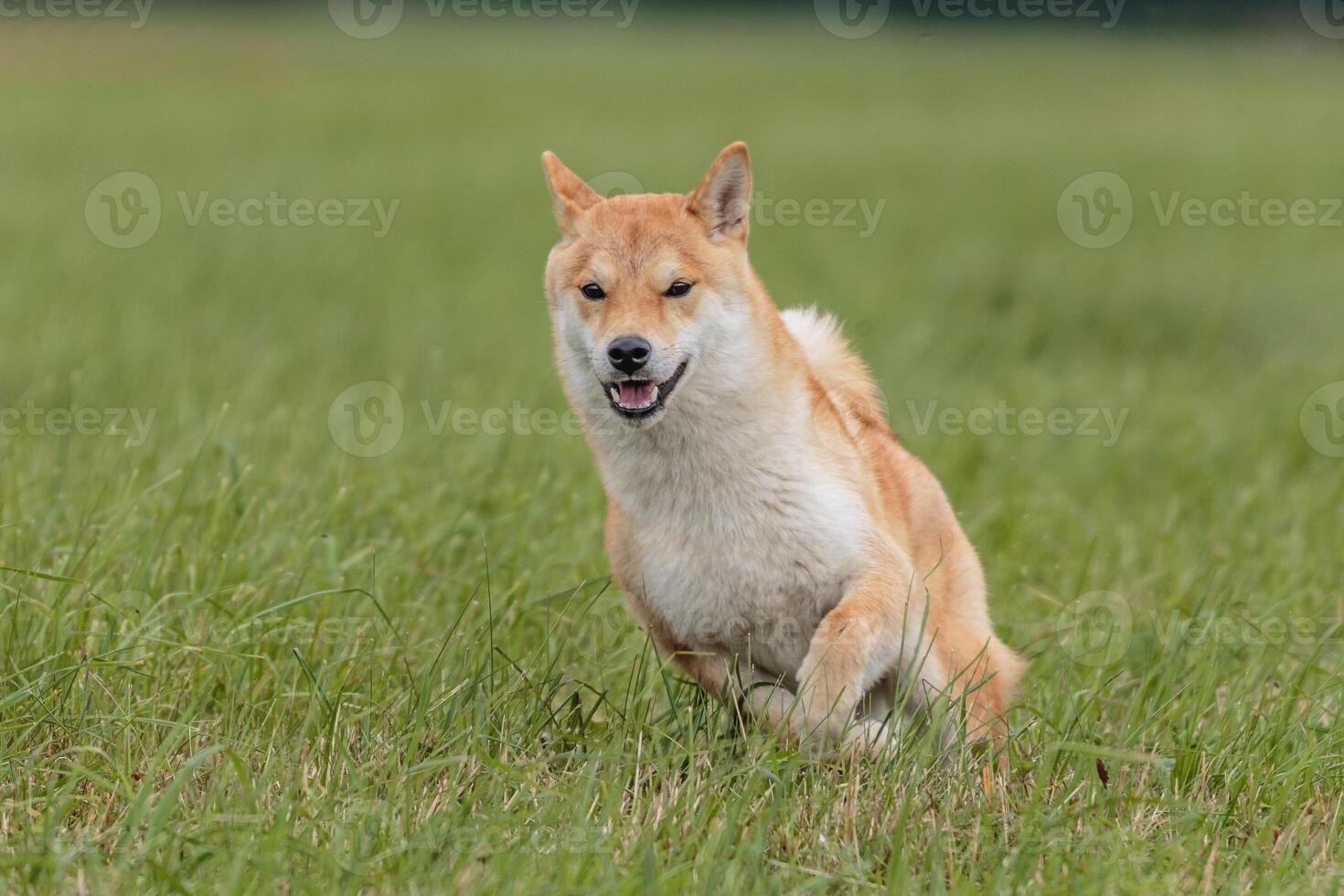 Dog running in the field on lure coursing competition photo