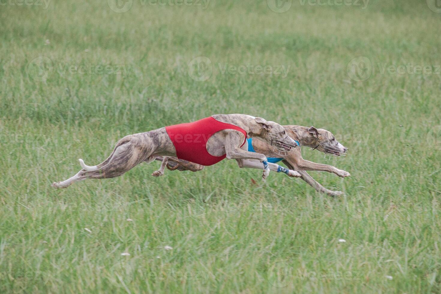 Two whippet dogs running in jackets coursing field on lure coursing photo