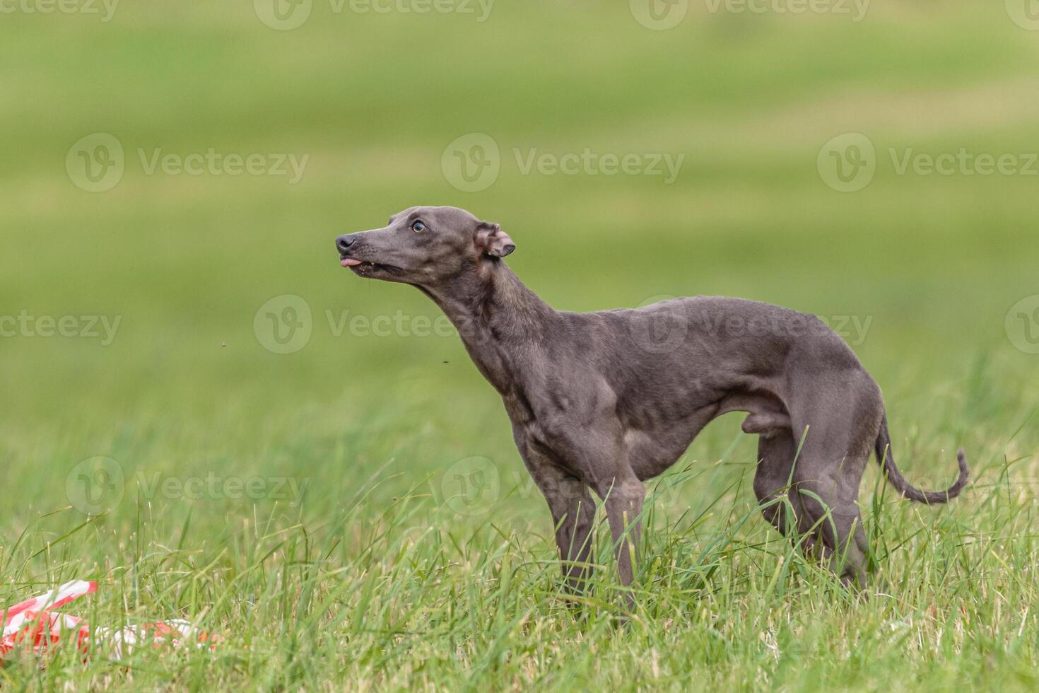 Italian Greyhound watching at sky in the field on lure coursing competition photo