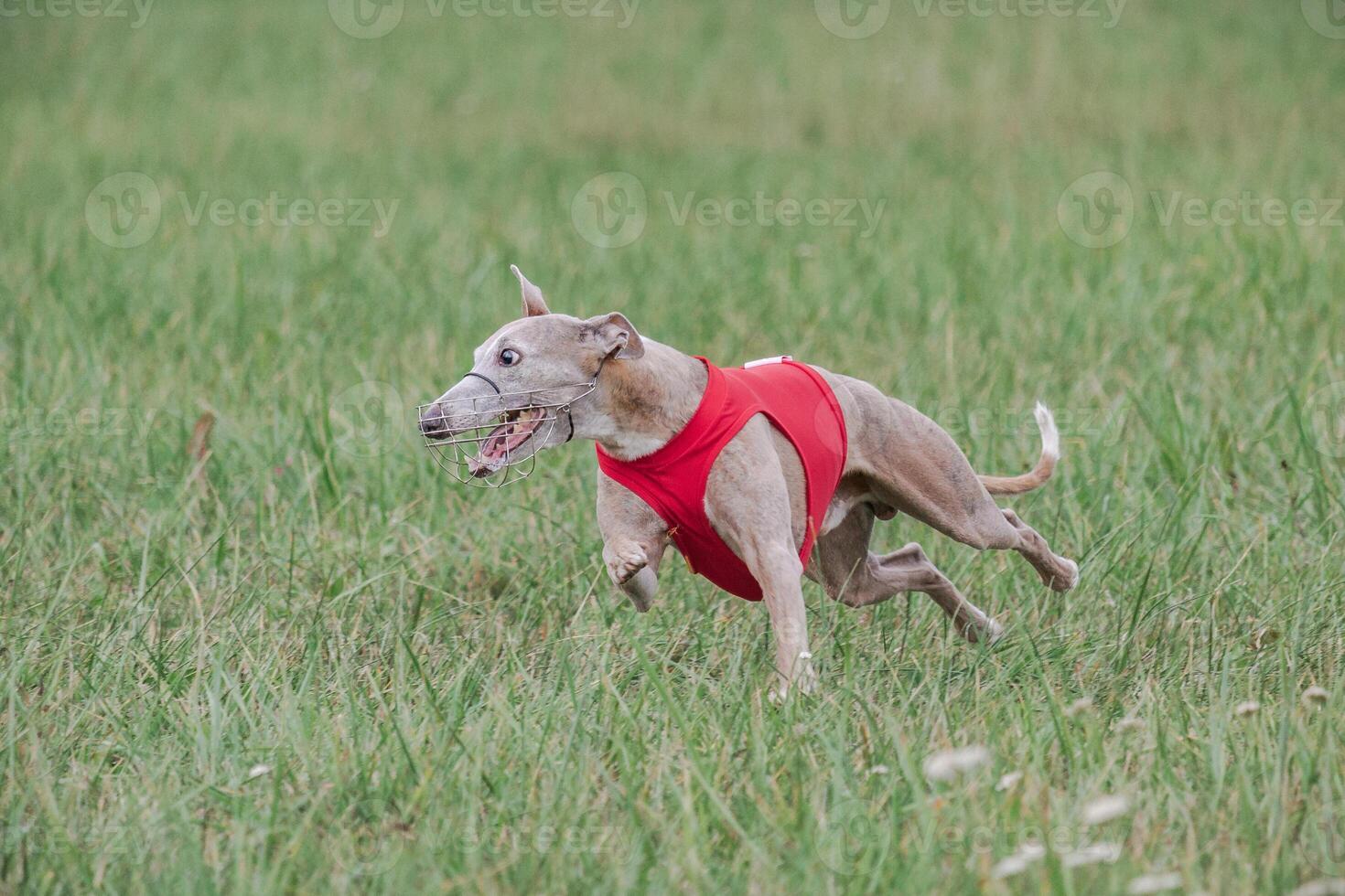 Whippet running in a red jacket coursing field on lure coursing photo