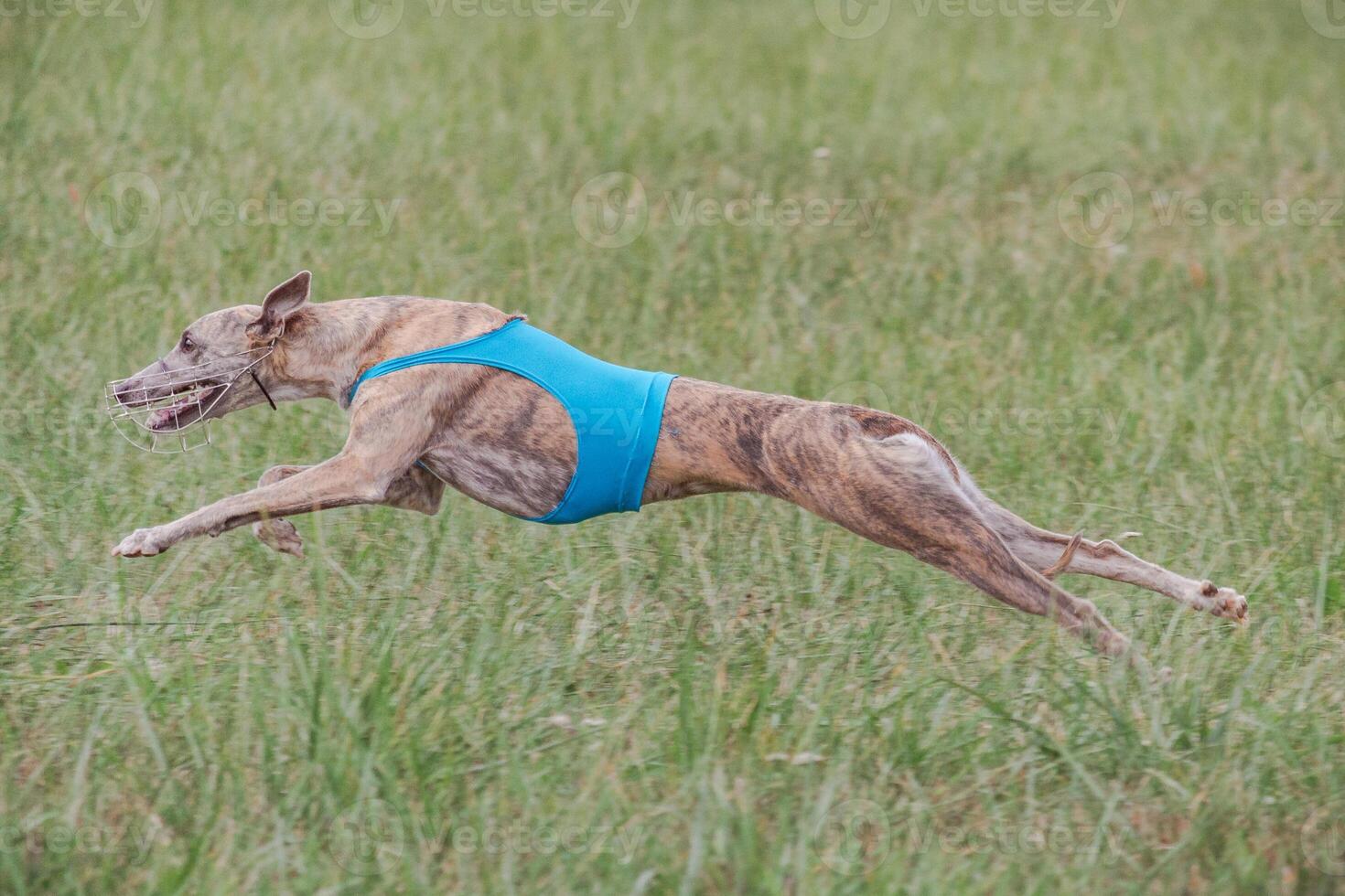 Whippet running in jacket coursing field on lure coursing photo