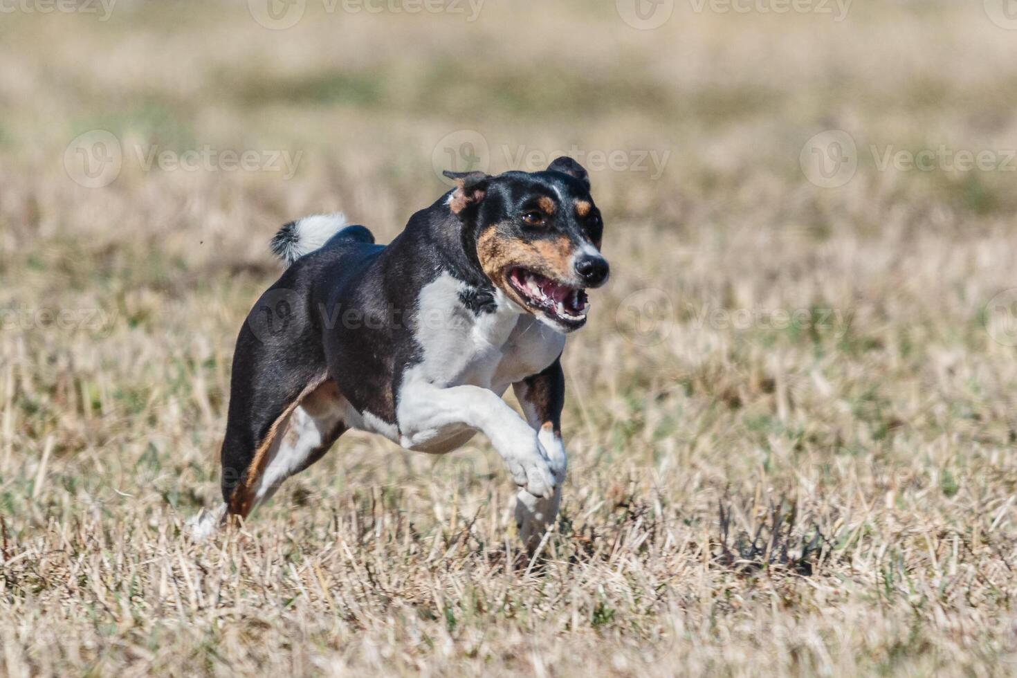 Basenji running full speed at lure coursing dog sport photo