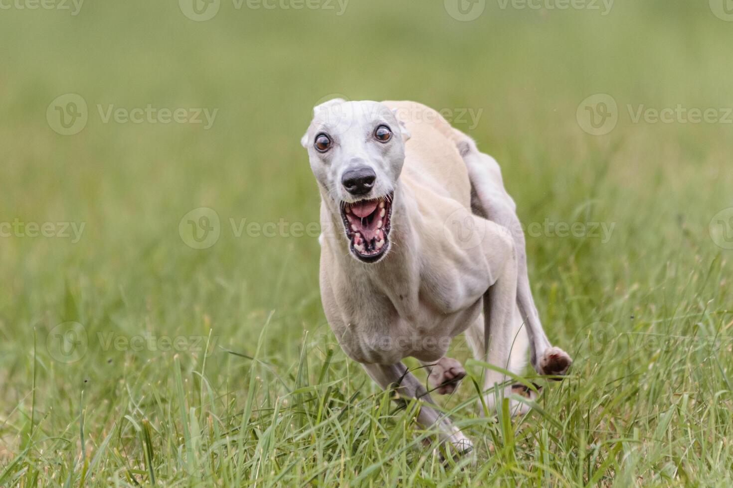 Whippet running in the field on lure coursing competition photo
