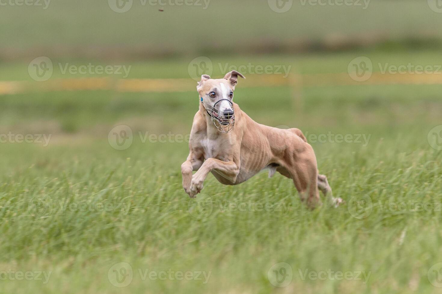 Whippet running in the field on lure coursing competition photo
