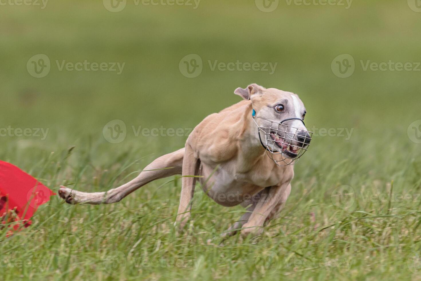 Whippet running in the field on lure coursing competition photo