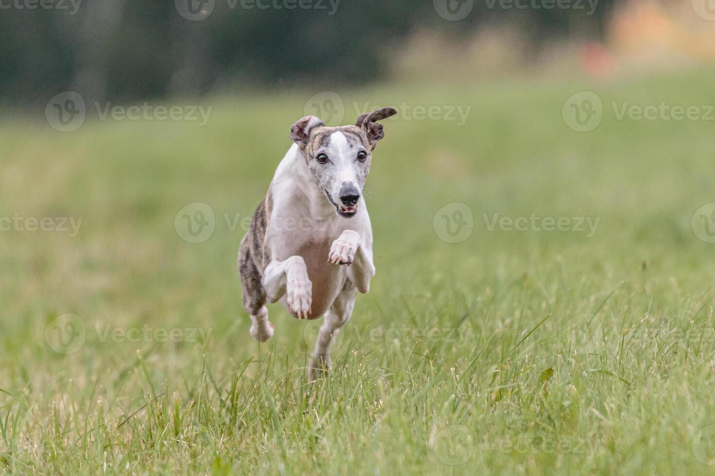 Whippet running in the field on lure coursing competition photo