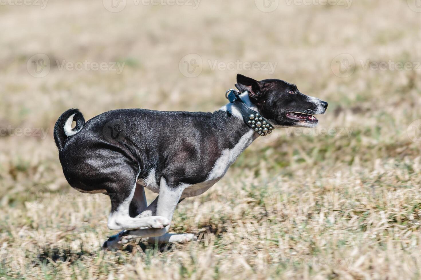 Basenji running full speed at lure coursing dog sport photo