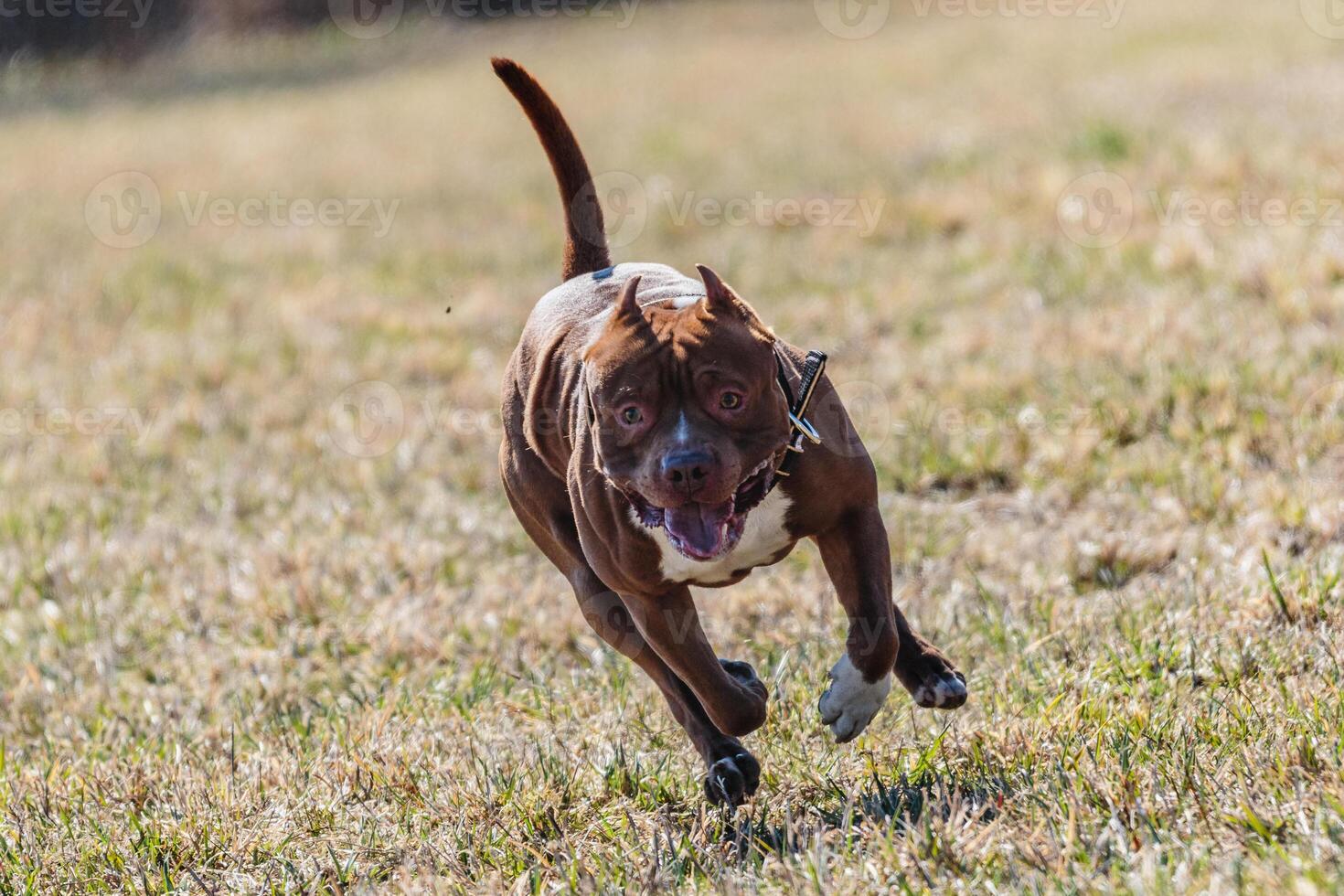 Pit Bull running full speed at lure coursing sport photo