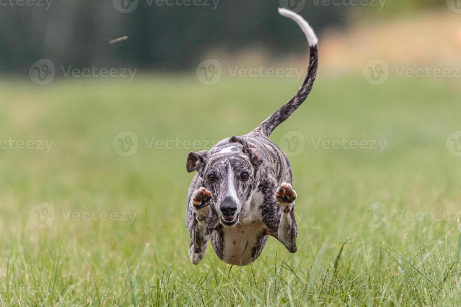 Flying whippet in the field on lure coursing competition photo