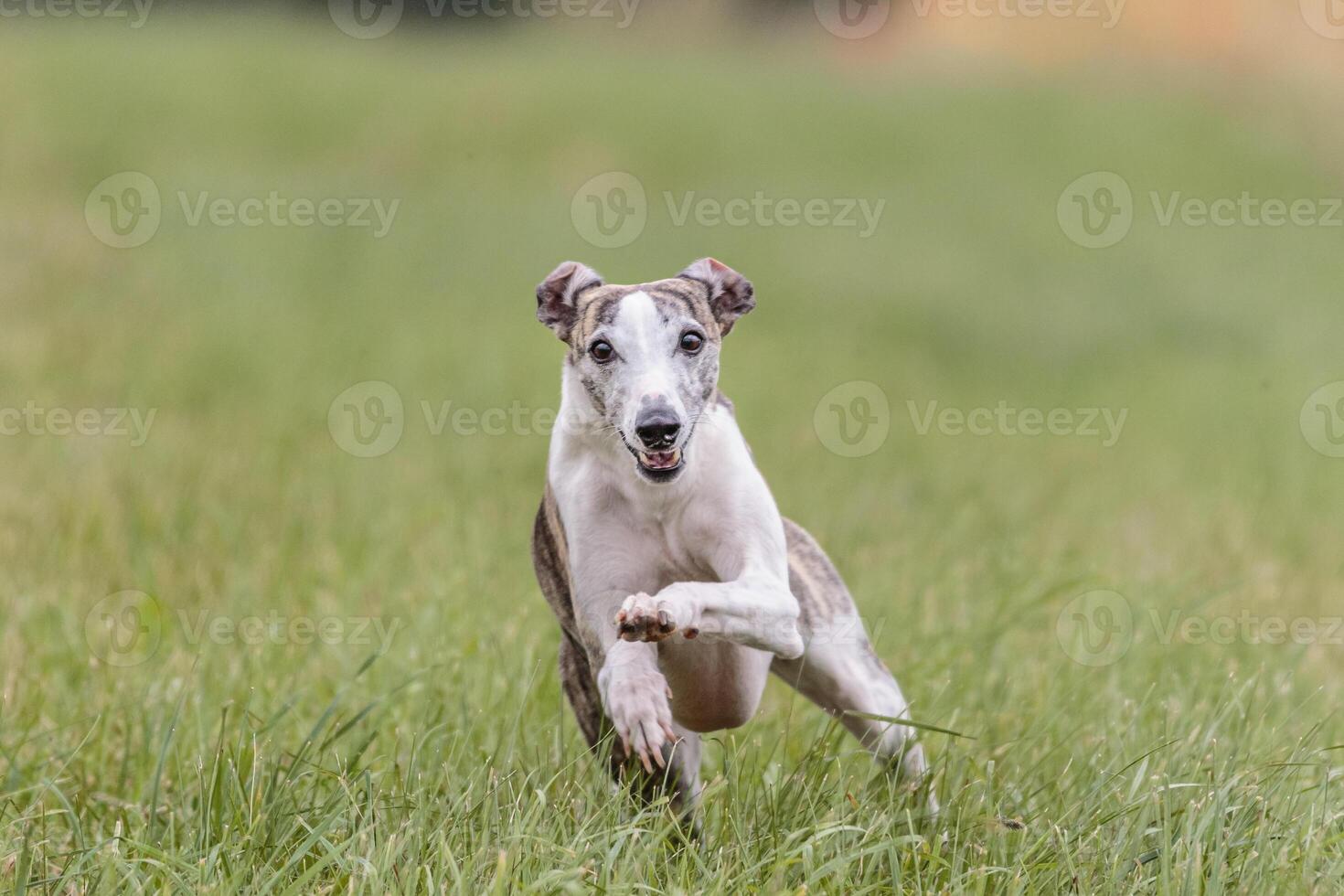 Whippet running in the field on lure coursing competition photo
