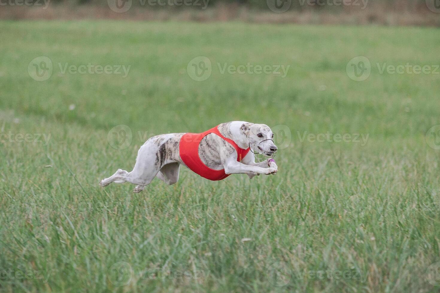 Whippet running in a red jacket coursing field on lure coursing photo