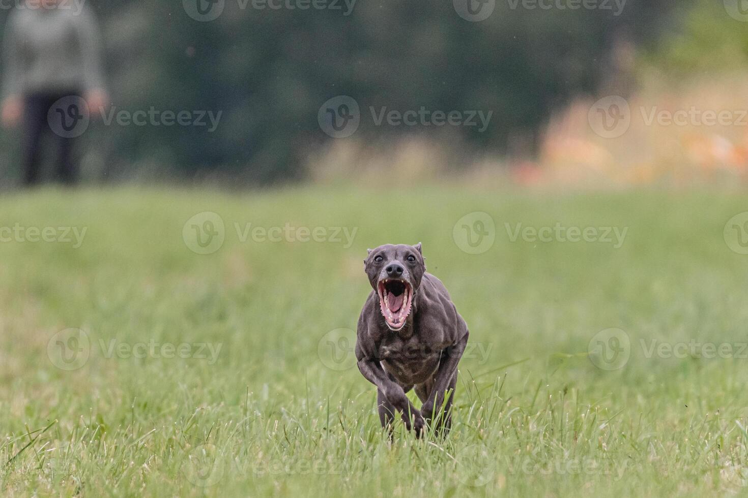 Italian Greyhound running in the field on lure coursing competition photo