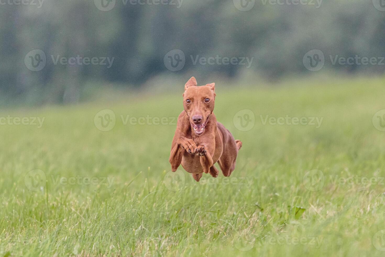 Flying Cirneco dog in the field on lure coursing competition photo