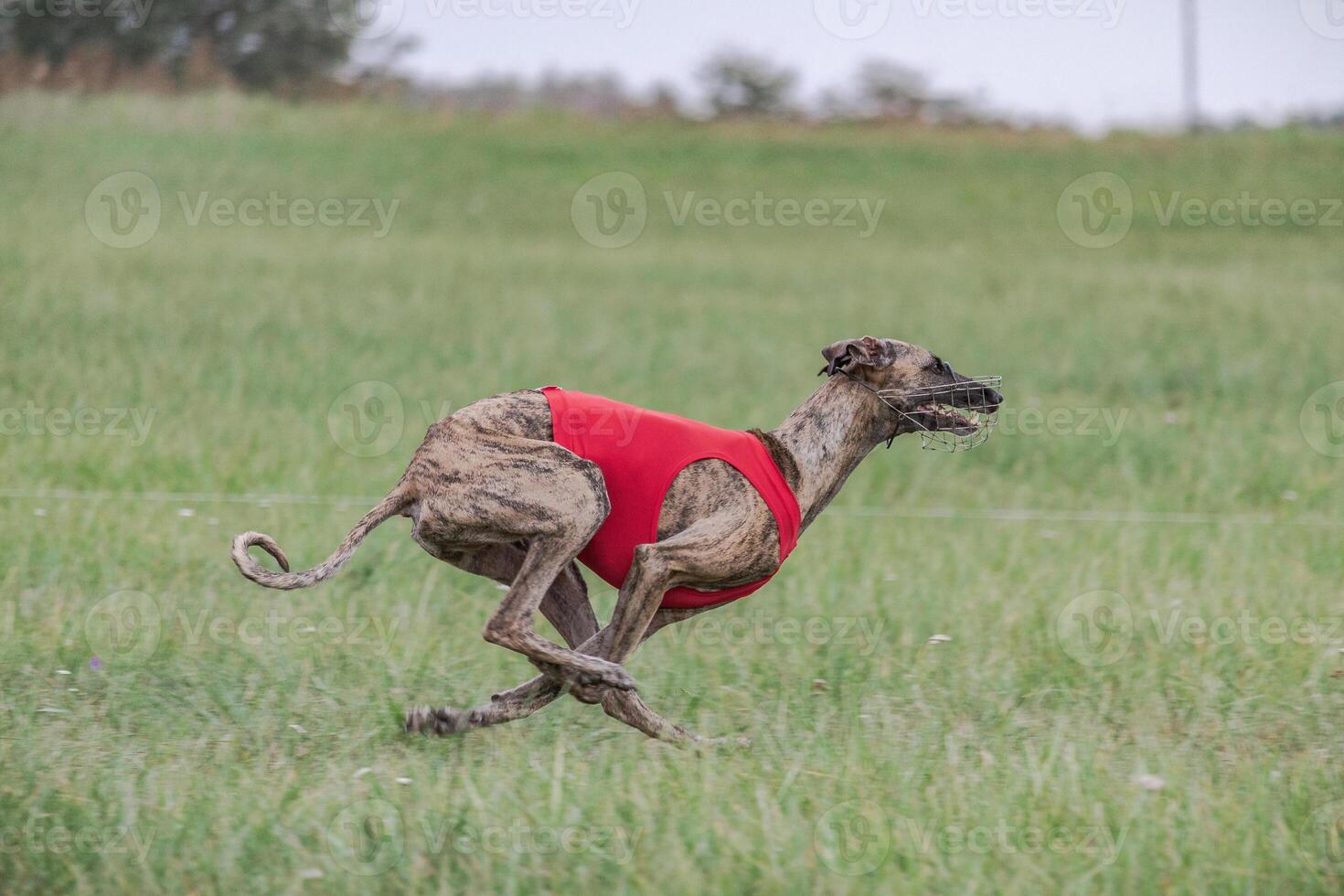 Whippet running in a red jacket coursing field on lure coursing photo