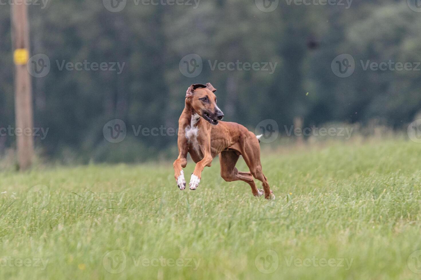 Azawakh running in the field on lure coursing competition photo