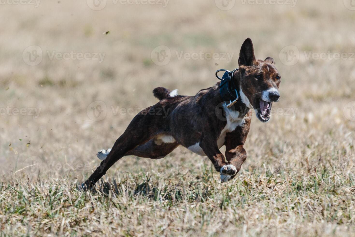 Basenji running full speed at lure coursing dog sport photo