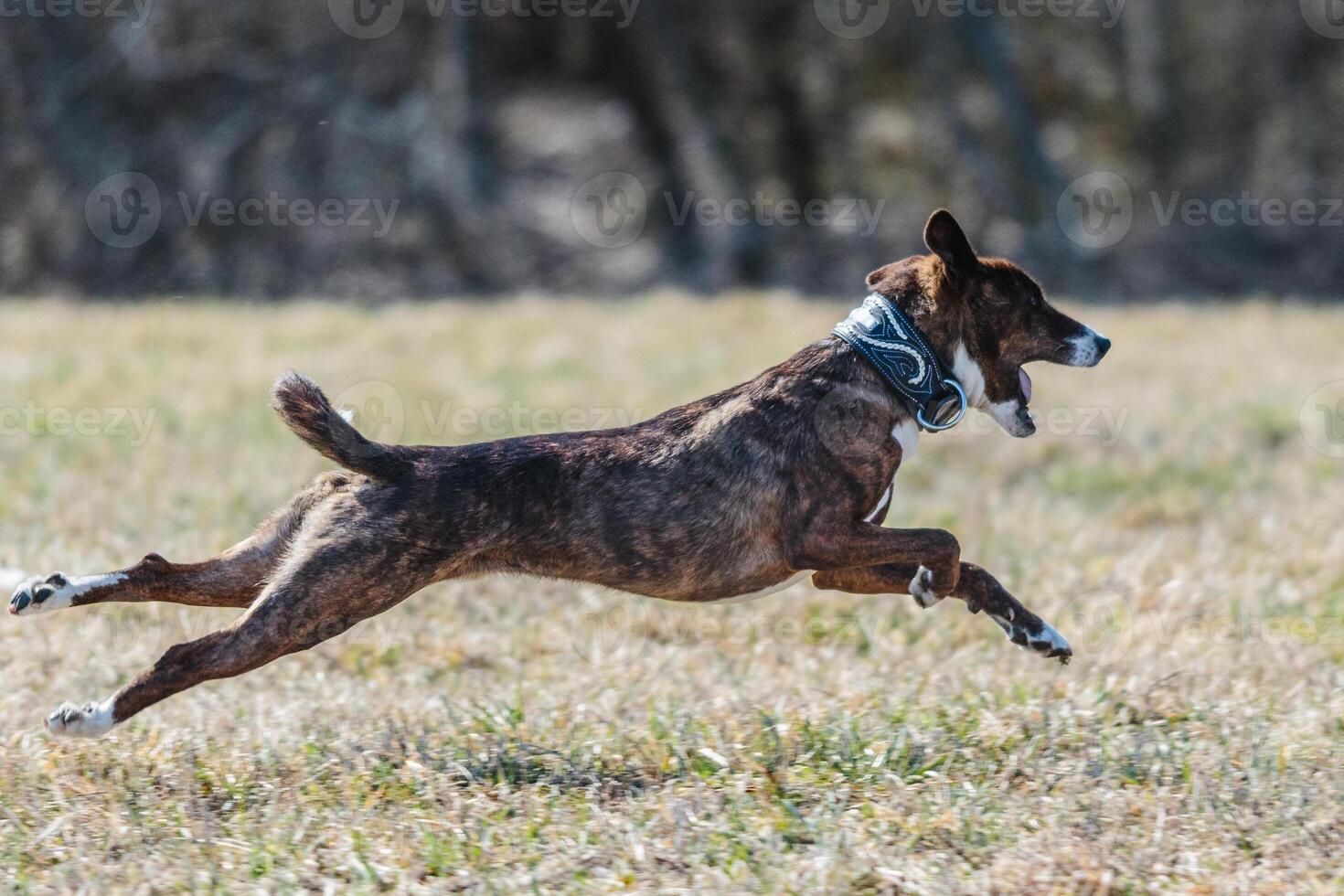 Basenji running full speed at lure coursing dog sport photo