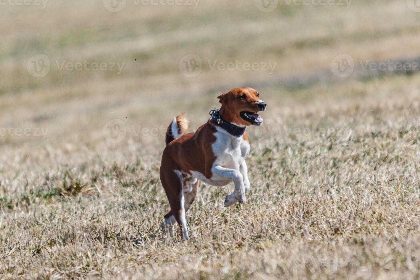 Basenji running full speed at lure coursing dog sport photo
