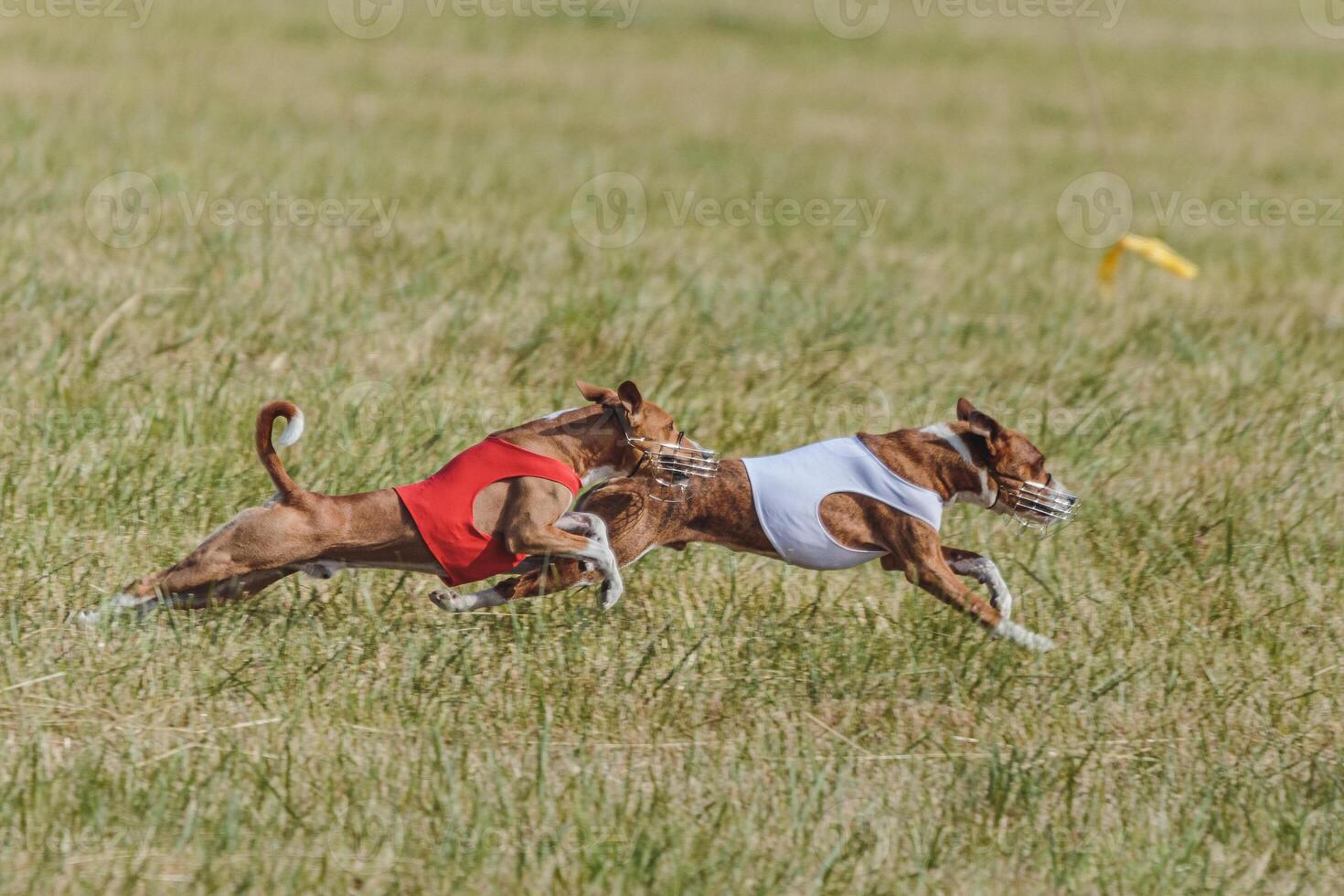 Two basenjis running in the field on lure coursing competition photo