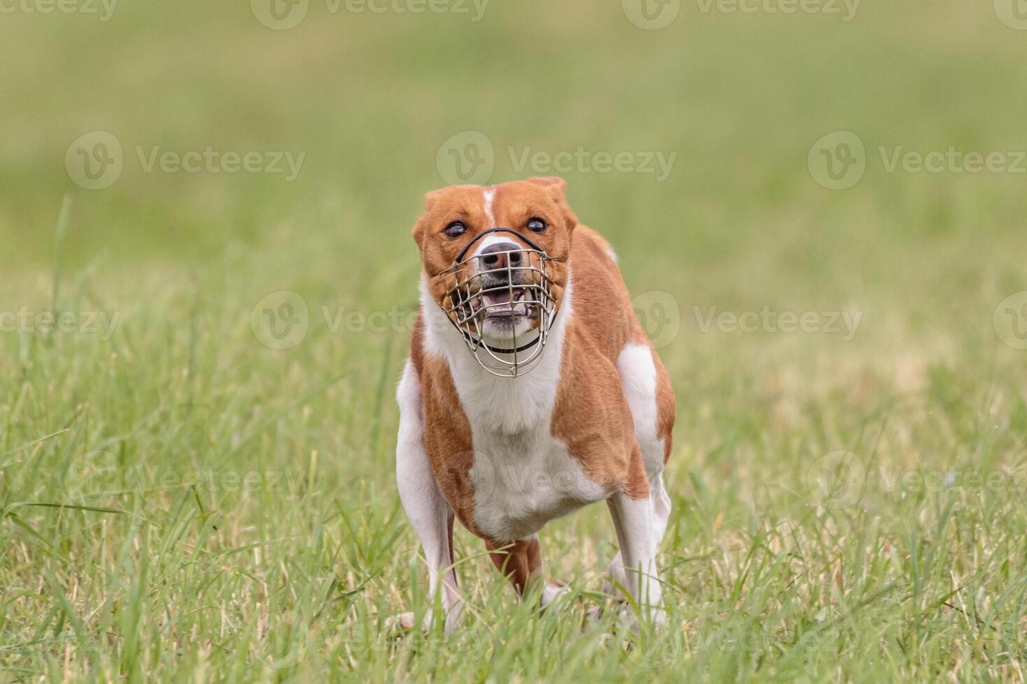 Basenji running in the field on lure coursing competition photo