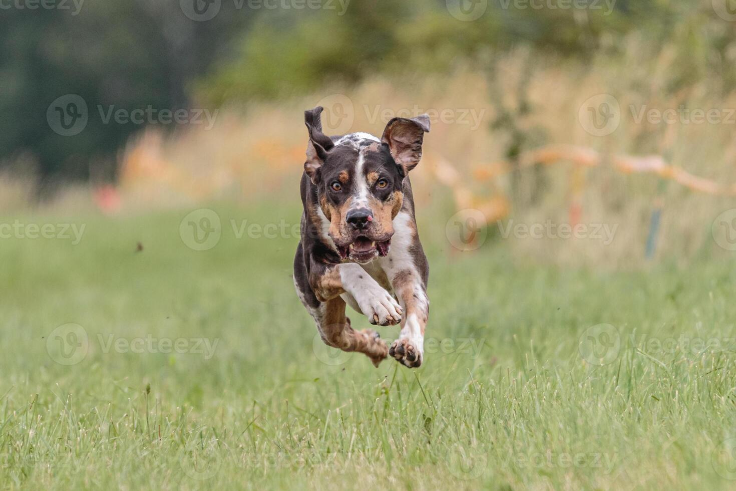 Flying Catahoula Leopard Dog on lure coursing competition photo