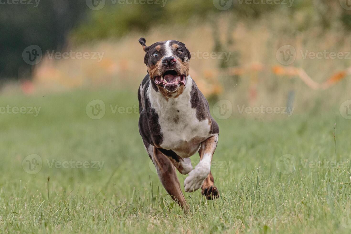 Catahoula dog running in the field on lure coursing competition photo