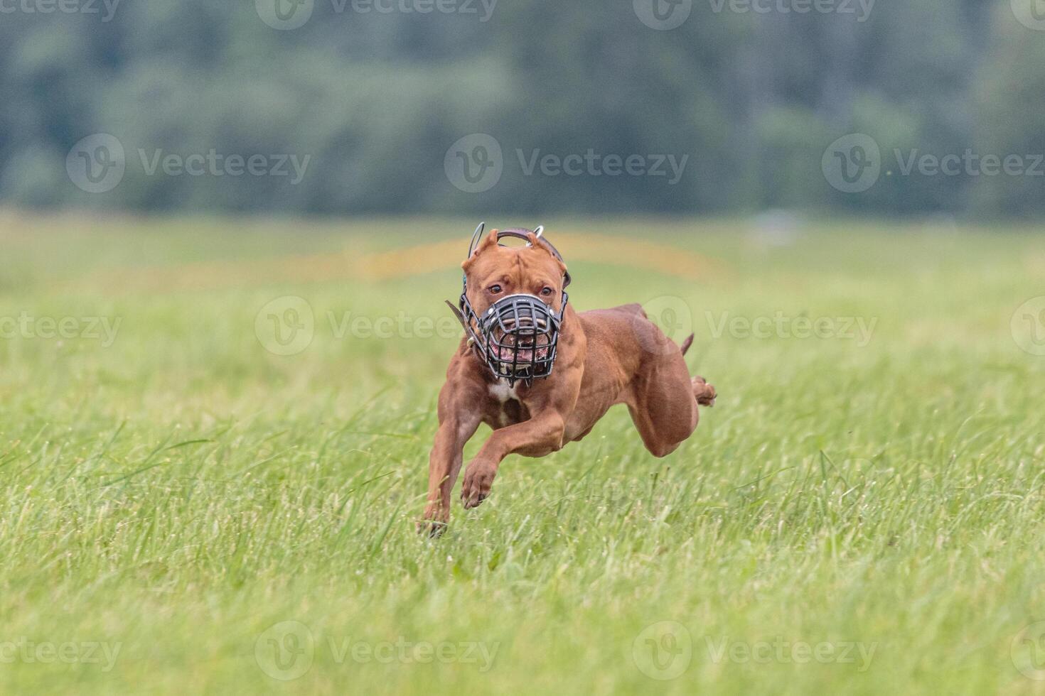 American Pit Bull running in the field on lure coursing competition photo