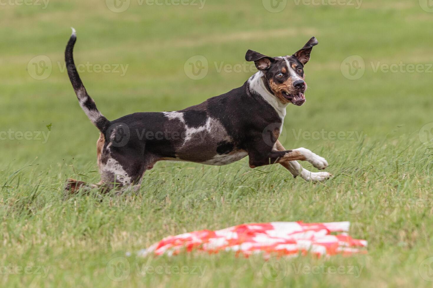 Catahoula dog running in the field on lure coursing competition photo