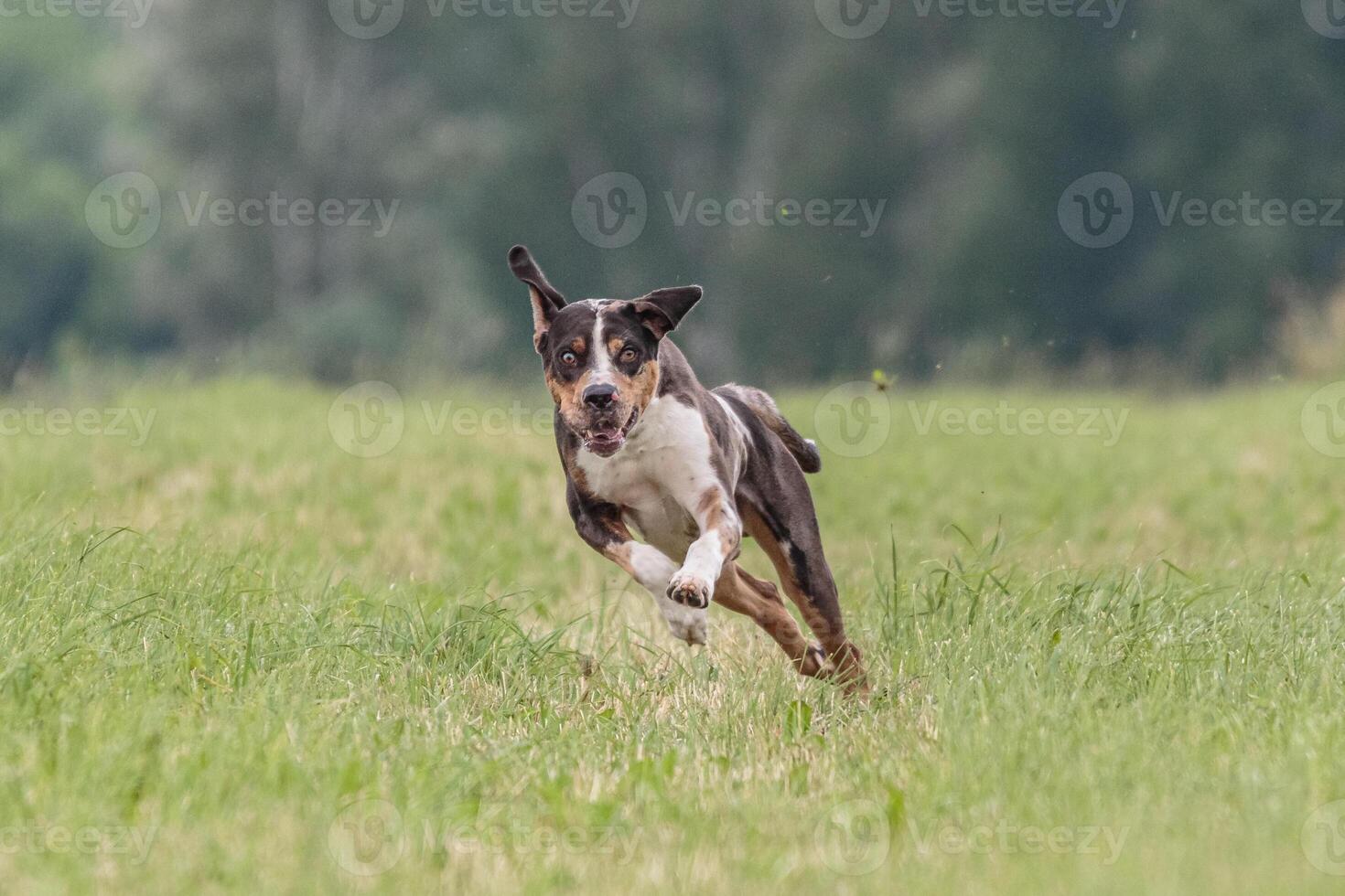 Catahoula dog running in the field on lure coursing competition photo