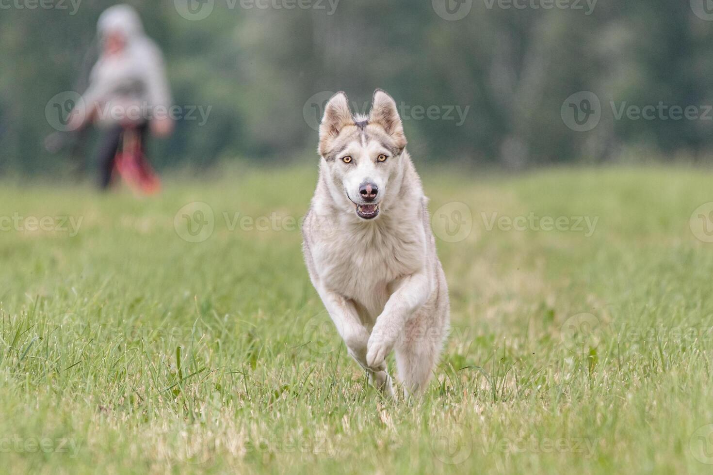 Dog running in the field on lure coursing competition photo