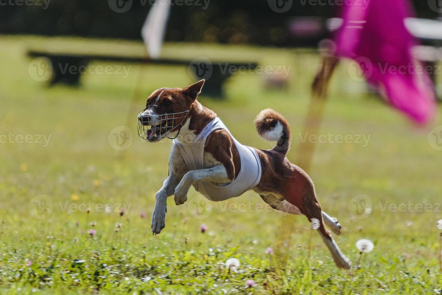 Basenji running in the field on lure coursing competition photo