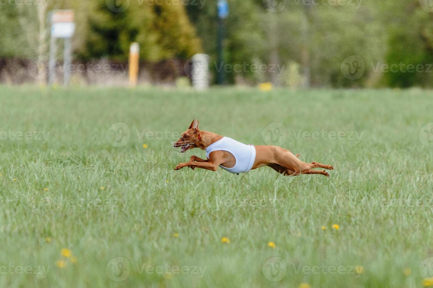 cirneco dell etna running full speed at lure coursing photo