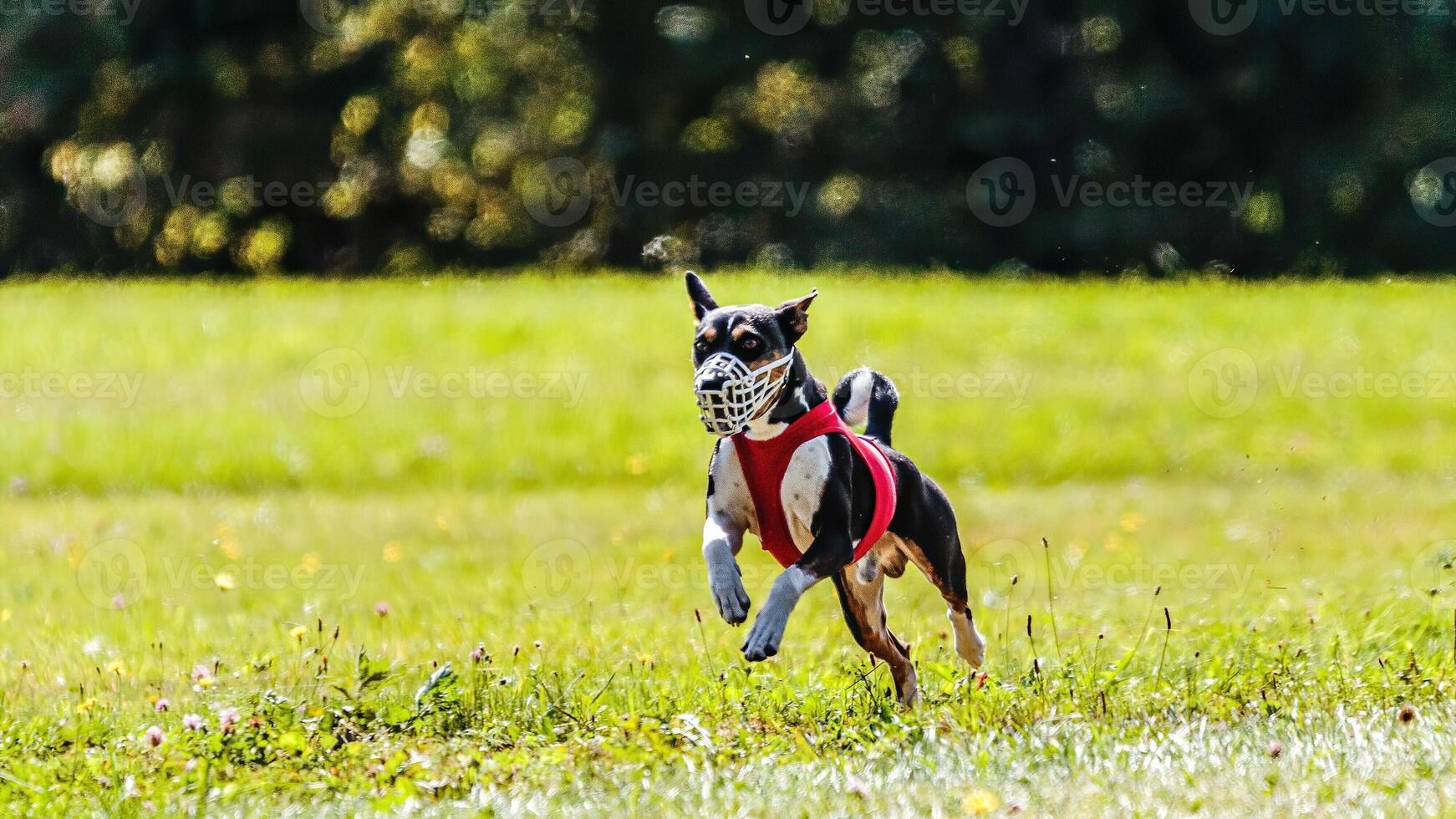 Basenji running in the field on lure coursing competition photo