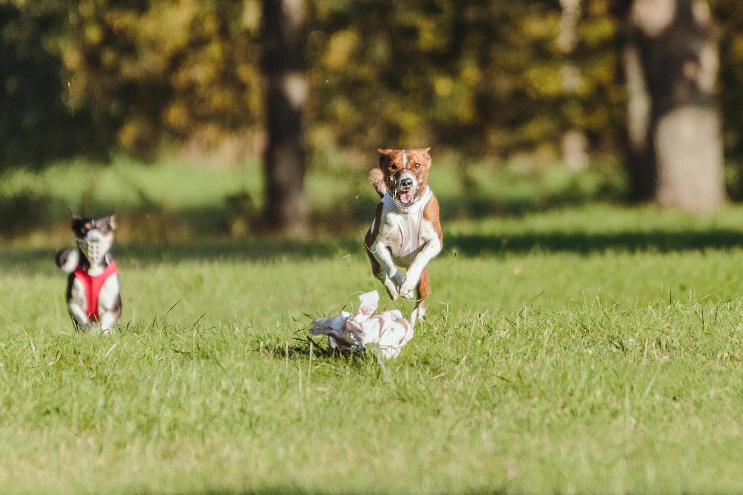 Two basenjis running in the field on lure coursing competition photo