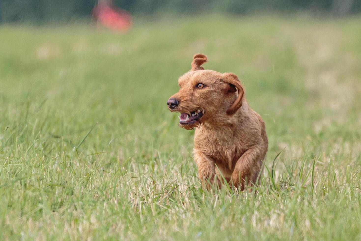 Dog running in the field on lure coursing competition photo