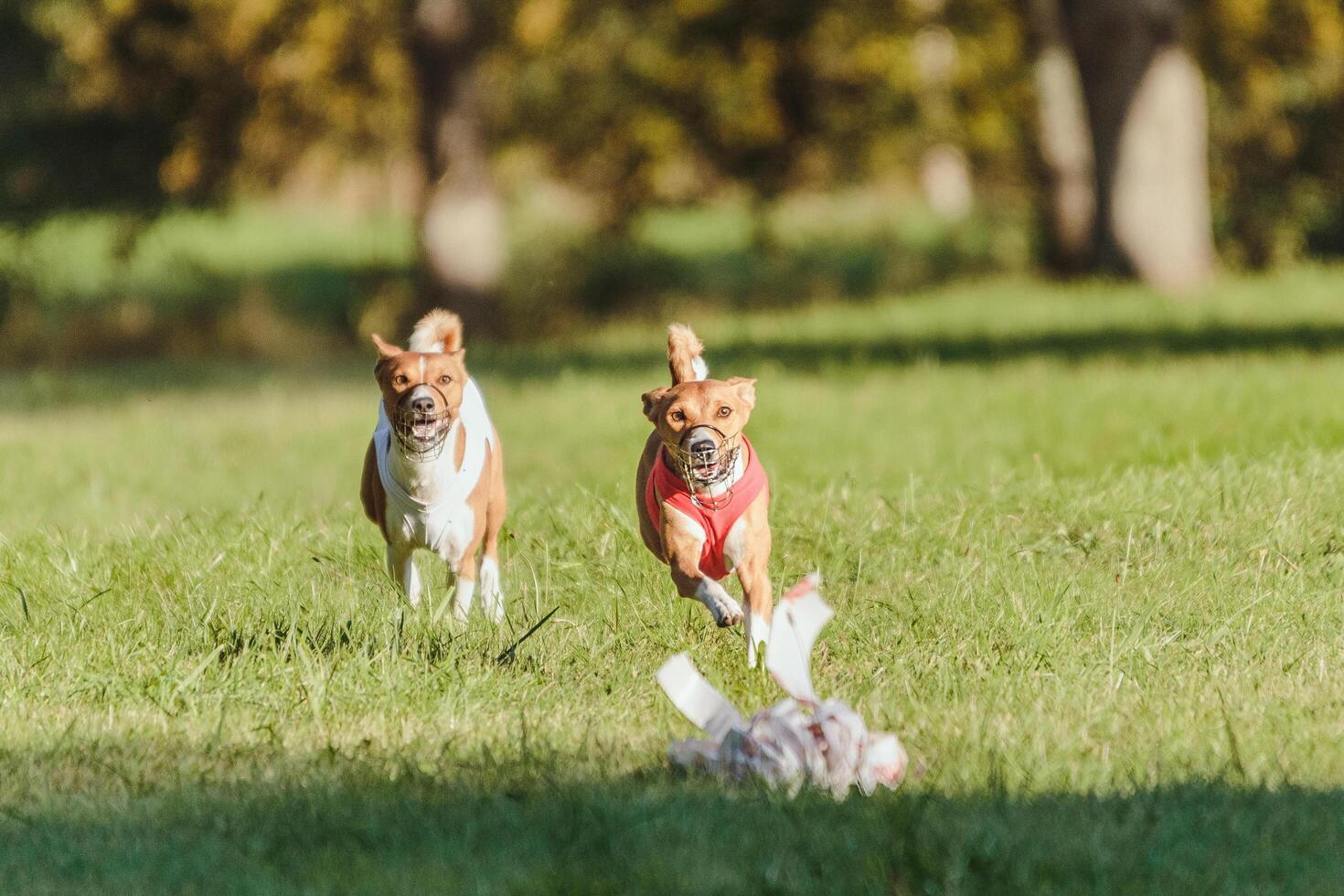 Two basenjis running in the field on lure coursing competition photo