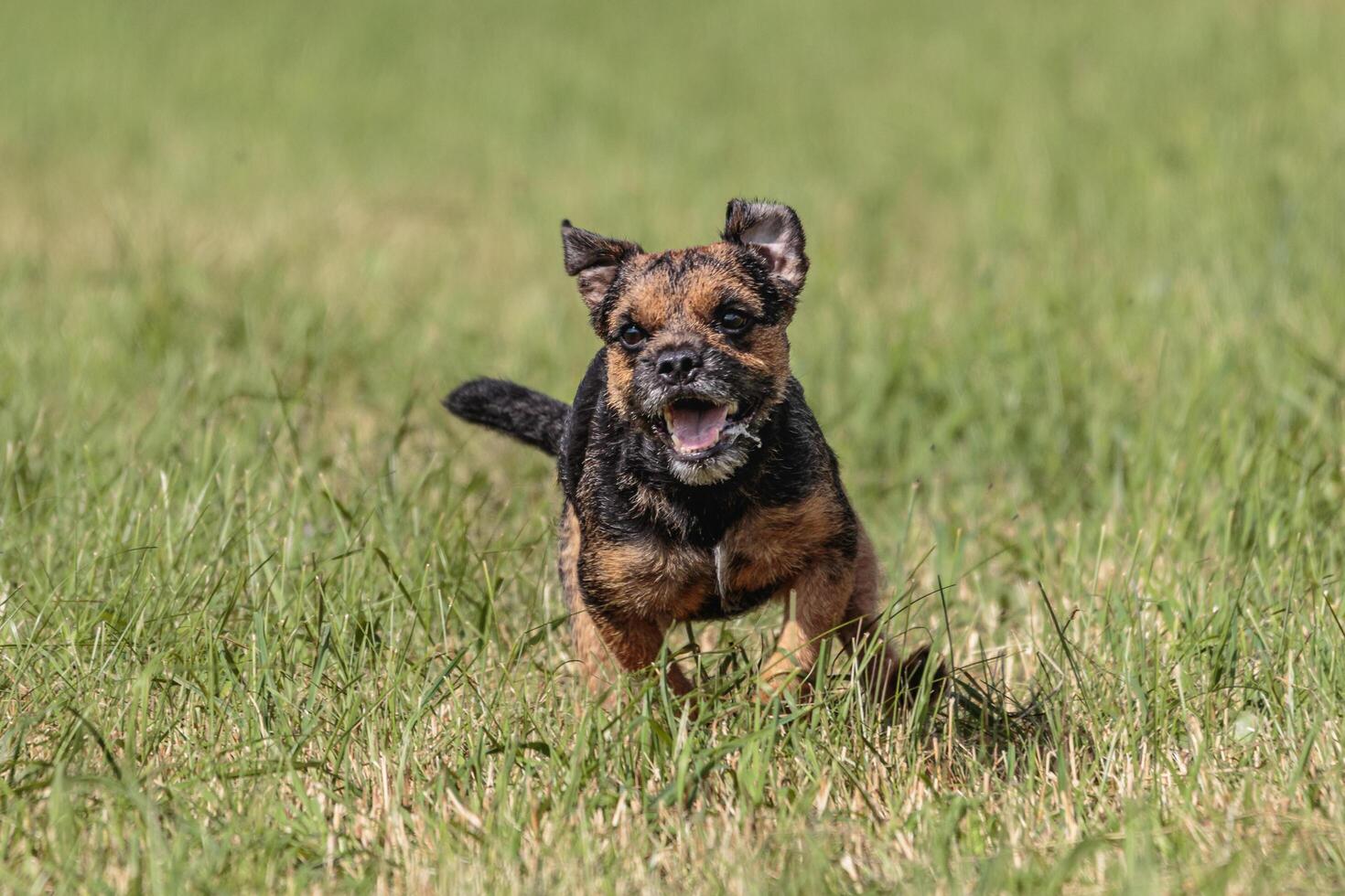 Dog running in the field on lure coursing competition photo
