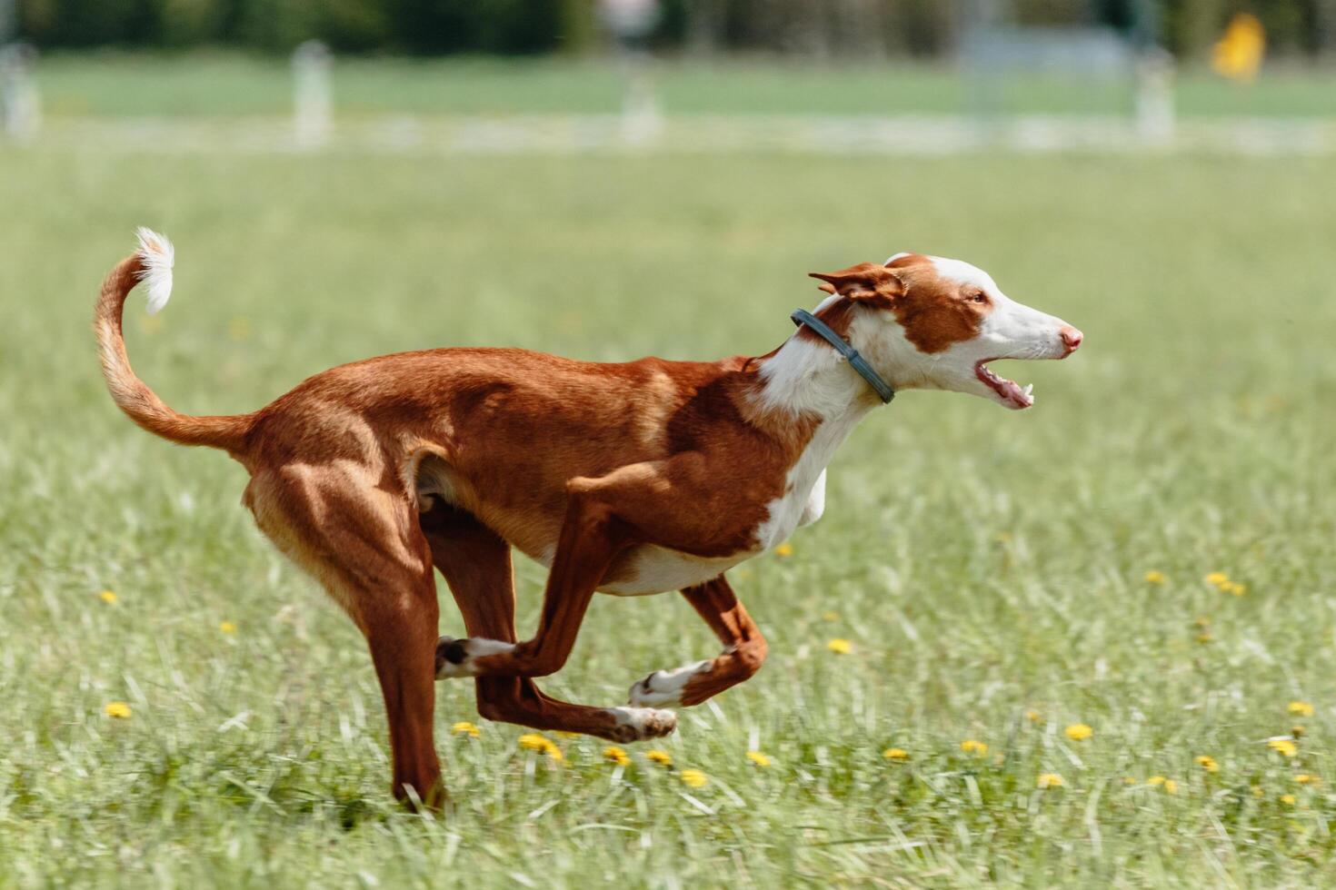 Podenco dog running full speed at lure coursing photo