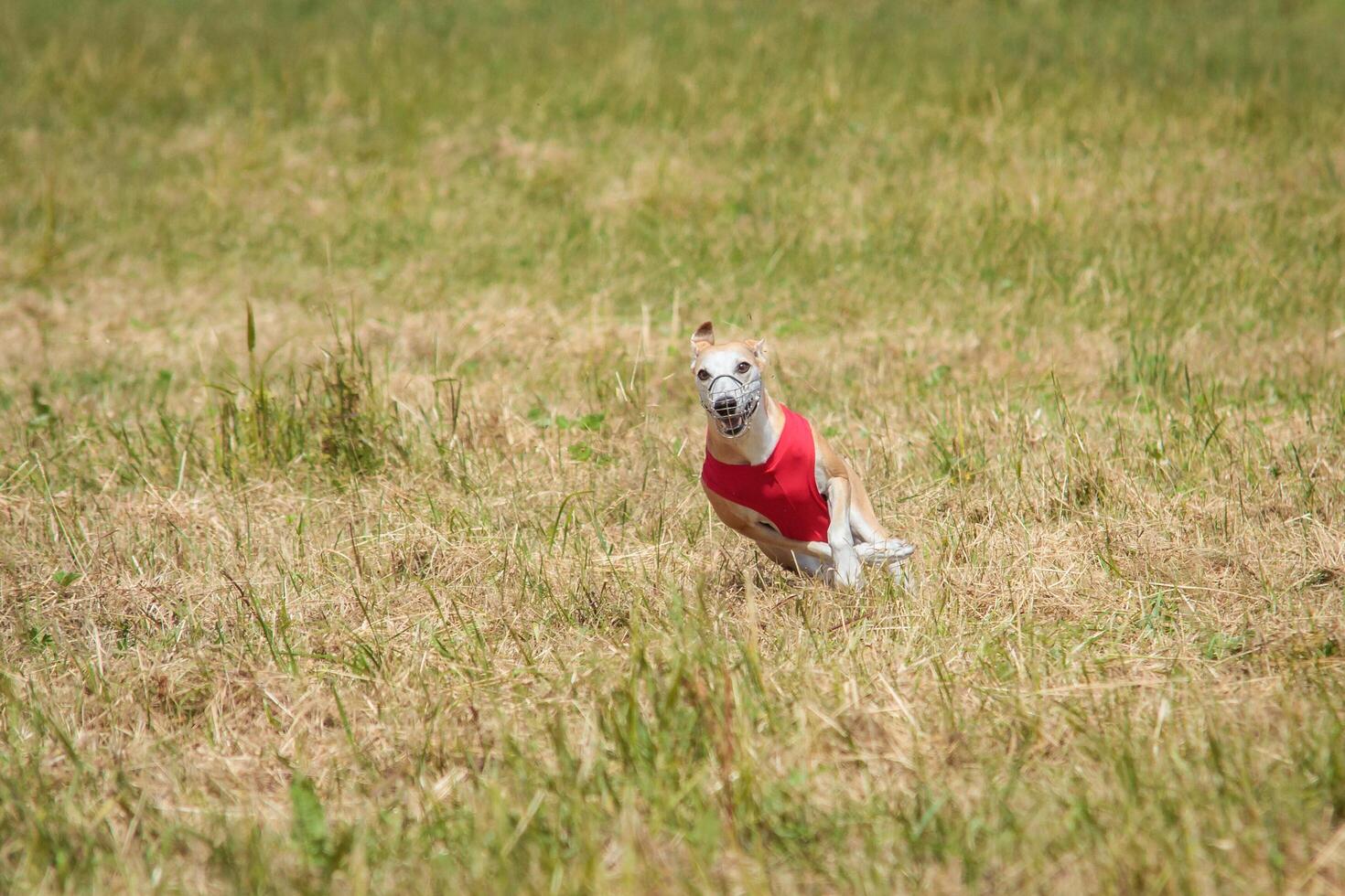 Whippet running in a red jacket coursing field on lure coursing photo
