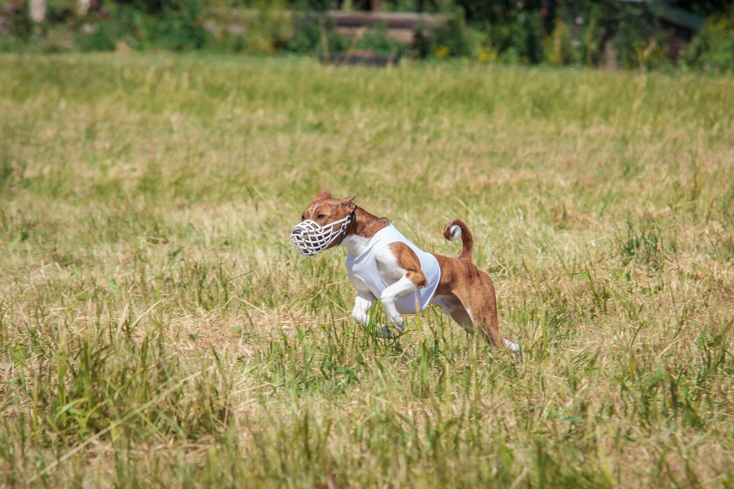 Basenji puppy first time running on dog sport photo