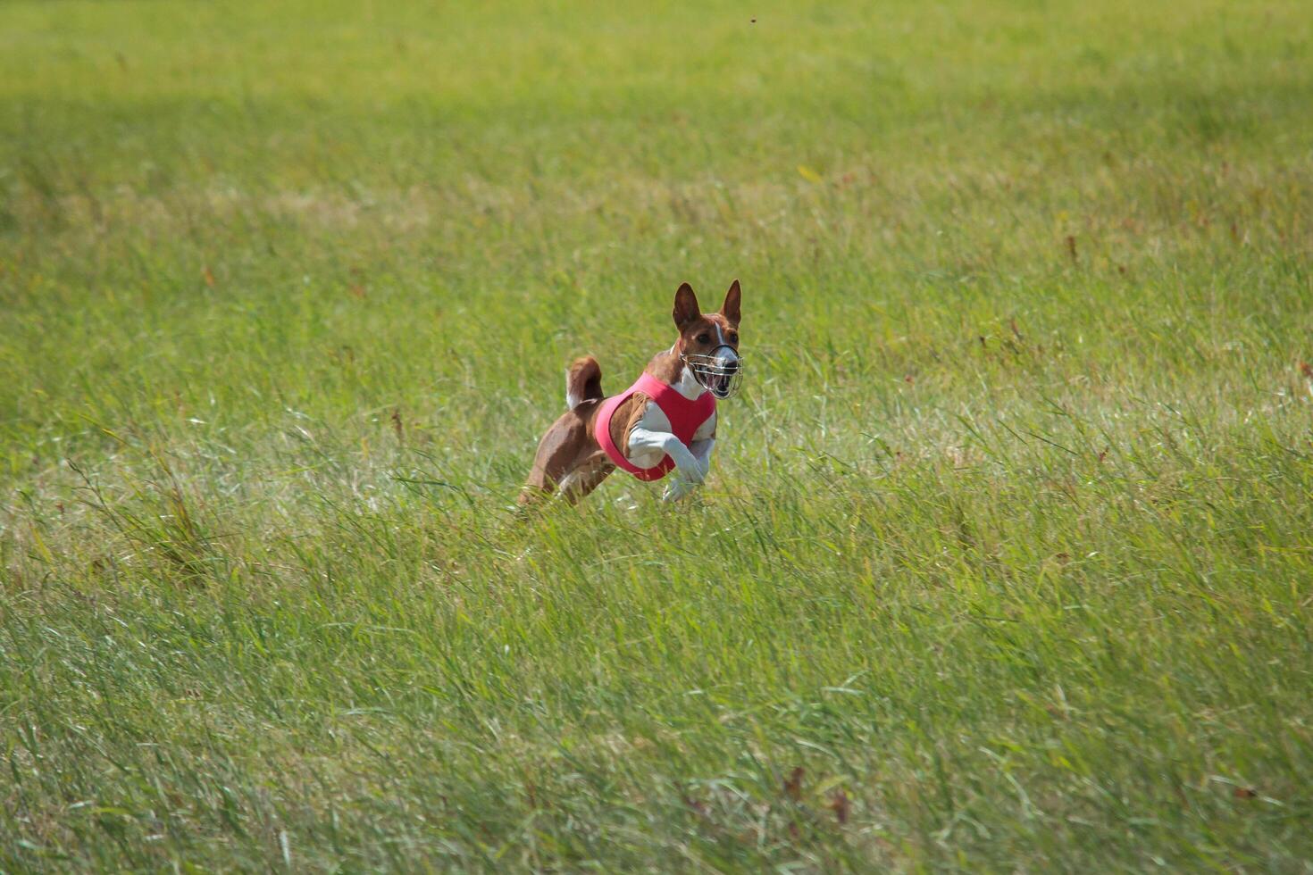 Basenji puppy first time running on dog sport photo
